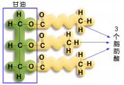 甘油三酯.png