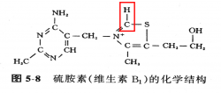 硫胺素.png