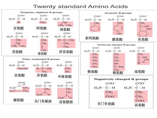 20种氨基酸.png